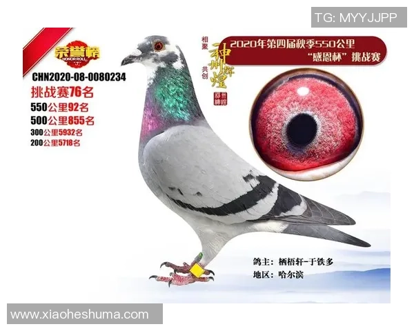 对话羽毛球传奇黄伟回顾职业生涯的辉煌与挑战